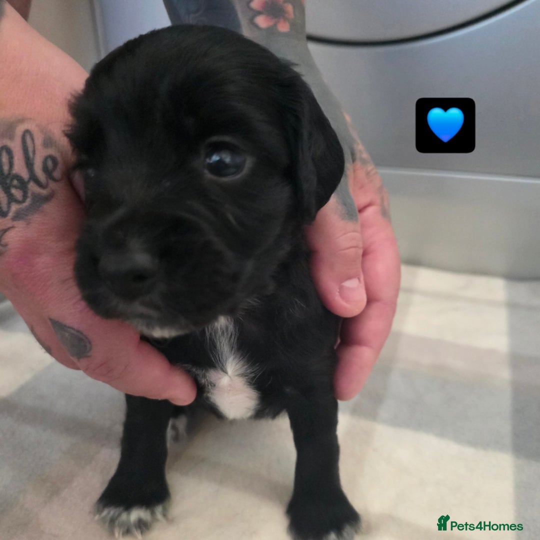 Cocker Spaniel dogs for sale: Cocker spaniel Pups - Image 1