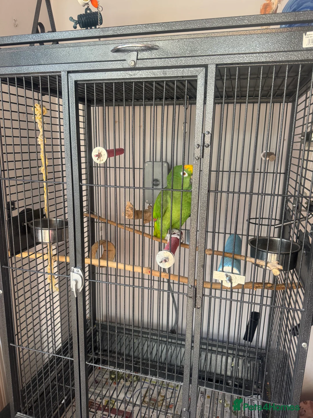 Parrots birds for sale: Yellow Crowned Amazon in Glossop - Advert 5