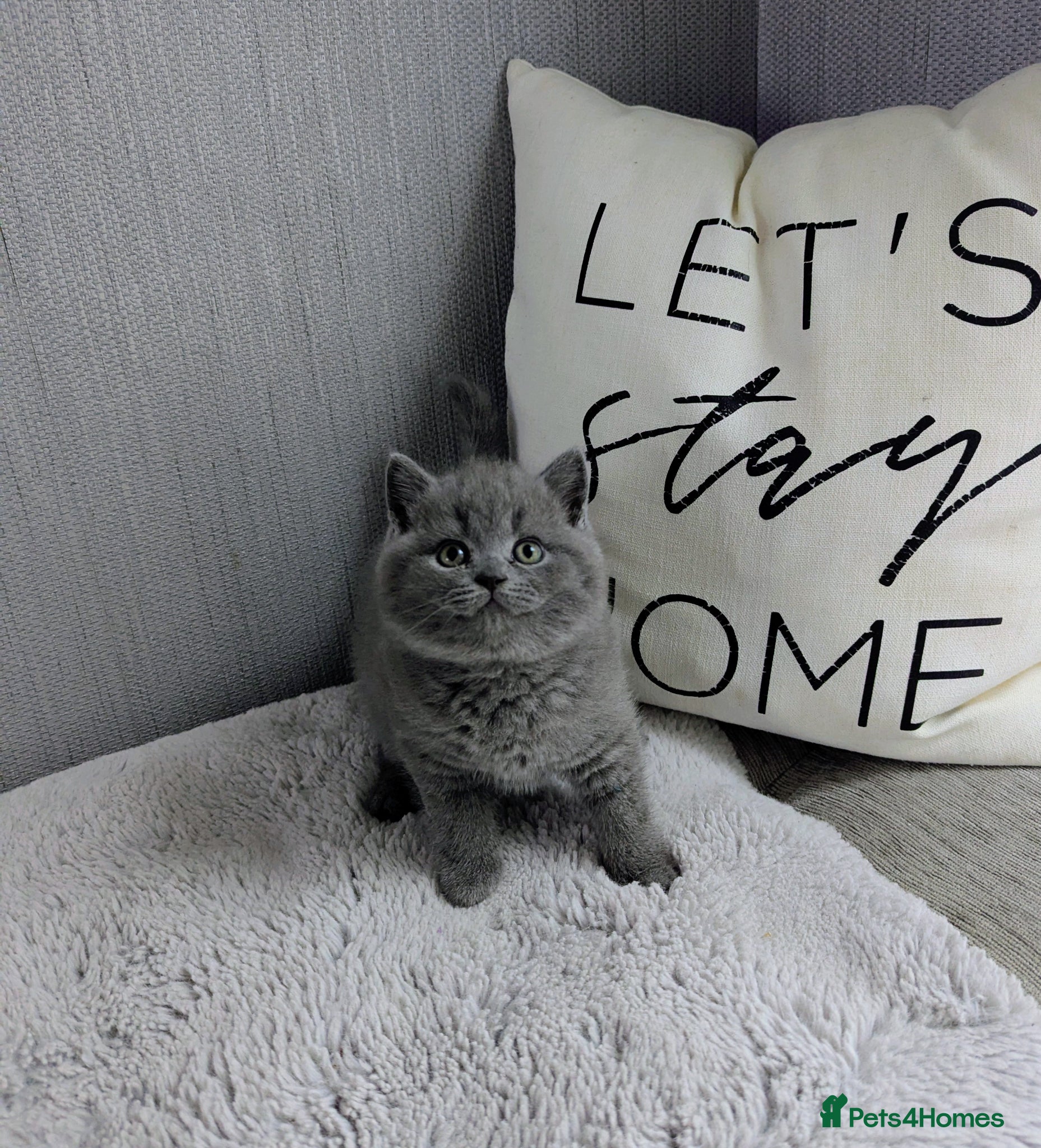 British Shorthair cats Pedigree chunky British blue shorthairs boy kitten - Advert 14