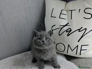 British Shorthair cats Pedigree chunky British blue shorthairs boy kitten - Advert 14