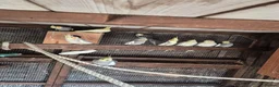 Mixed Breed birds for sale: Birds  - Advert 9