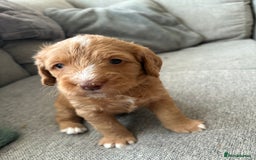 Labradoodle dogs for sale: Beautiful litter of 5 labradoodle puppies  - Image 4