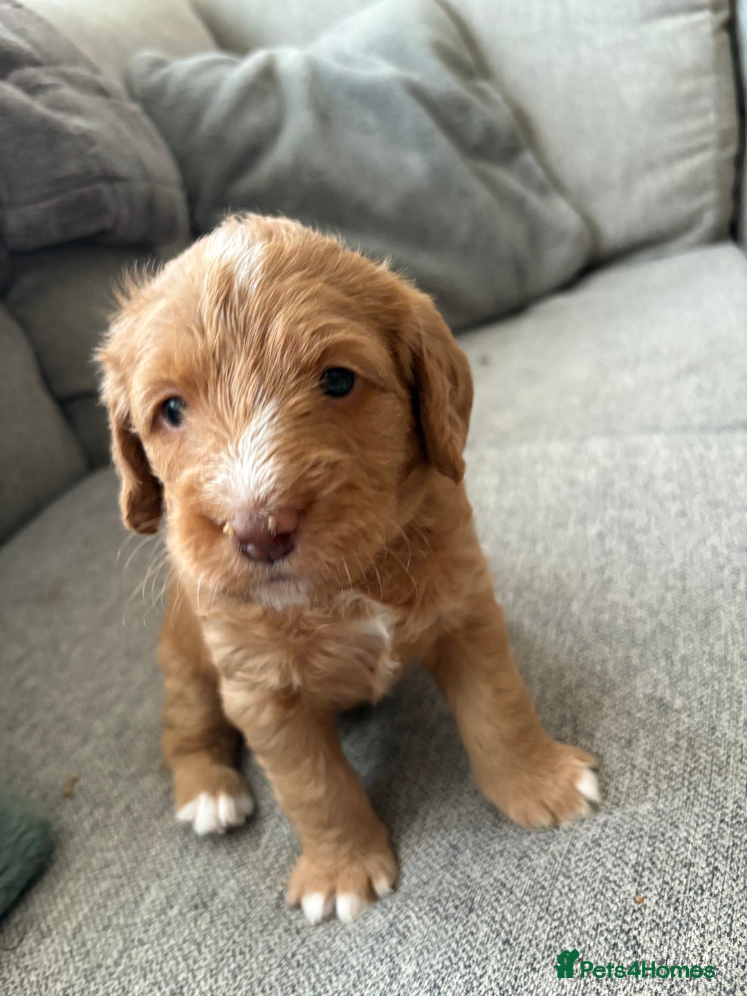 Labradoodle dogs for sale: Beautiful litter of 5 labradoodle puppies  - Image 4