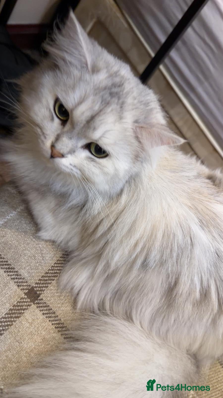 Persian cats Meet Riri the Persian chinchilla! - Advert 1