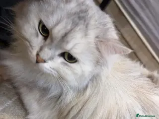 Persian cats Meet Riri the Persian chinchilla! - Advert 1