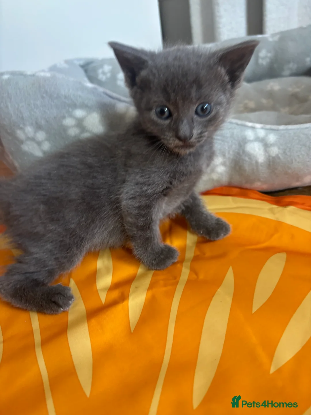 Mixed Breed cats for sale: Have three beautiful kittens for sale  - Advert 2