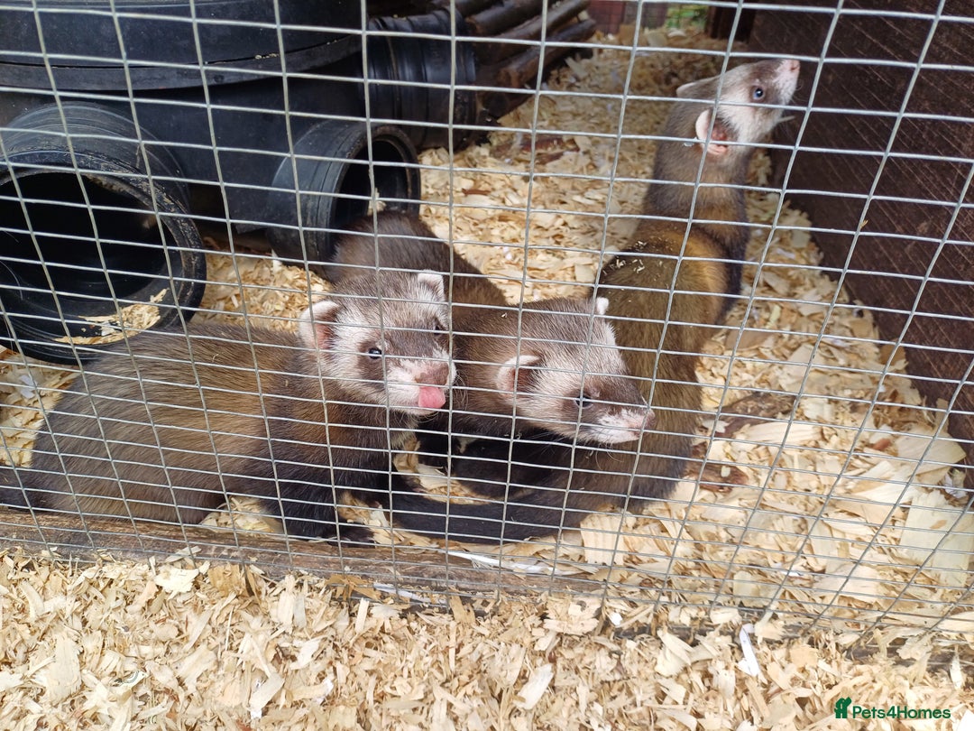 Ferret rodents for sale: Ferret kits for sale - Image 5