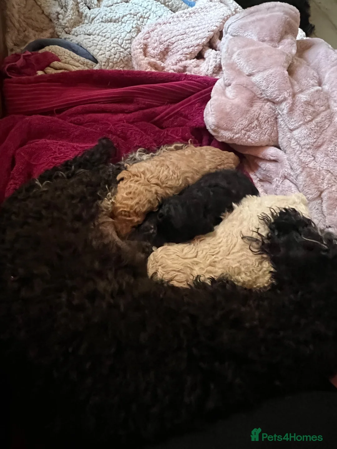 Toy Poodle dogs for sale: Apricot kc male toy poodle  in Stockton-on-Tees - Advert 3
