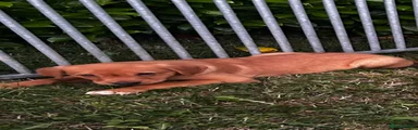 Goldador Puppy 5