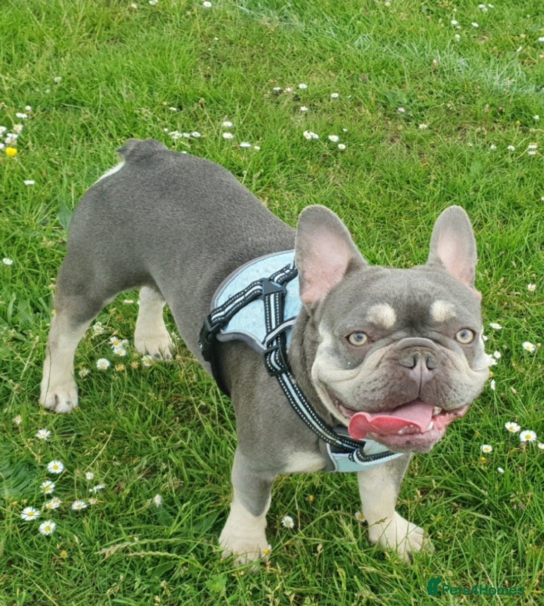 French Bulldog dogs for stud: Kye - Lilac and Tan Frenchie in St Albans - Advert 1