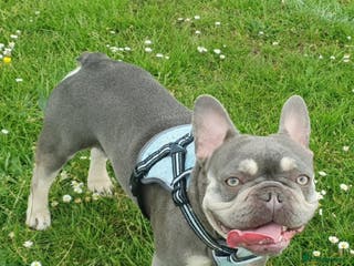 French Bulldog dogs Kye - Lilac and Tan Frenchie in St Albans - Advert 3