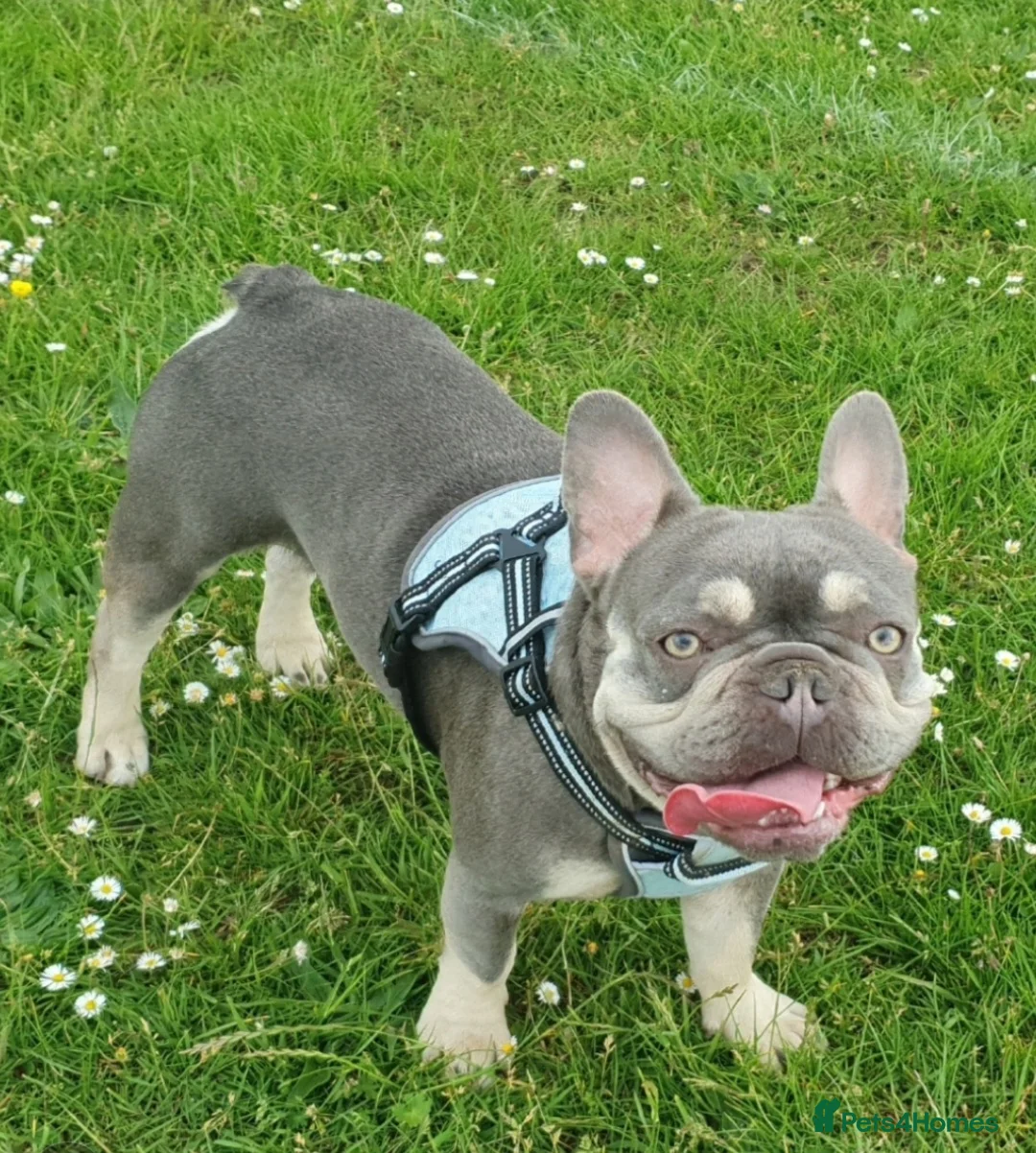 French Bulldog dogs for stud: Kye - Lilac and Tan Frenchie in St Albans - Advert 1