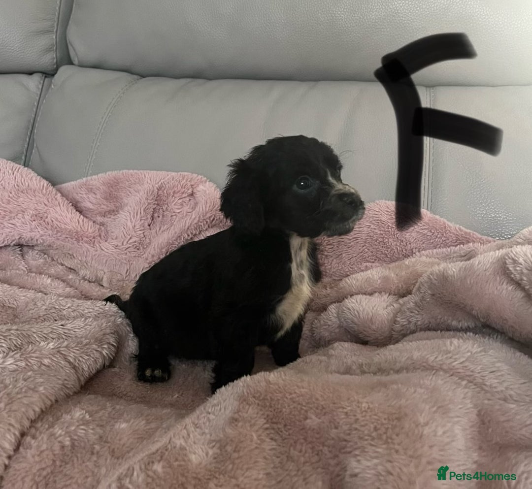 Cocker Spaniel dogs for sale: Cocker spaniel puppies for sale  - Advert 8