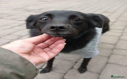Mixed Breed dogs for adoption: 💖🐶 SUNNY 🐶💖 - Image 11