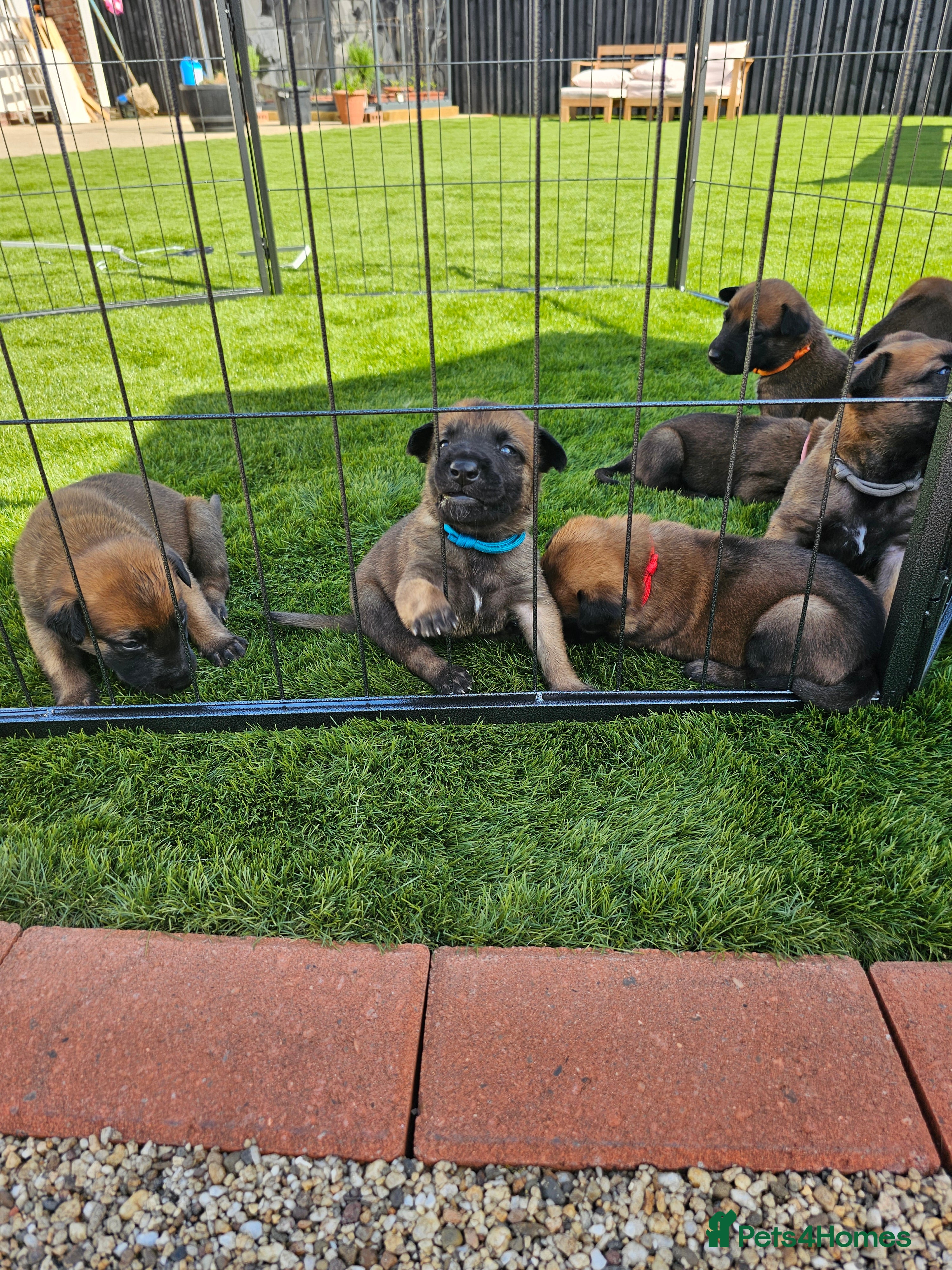 Belgian Shepherd Dog dogs Belgian Malinois Puppies - Advert 2