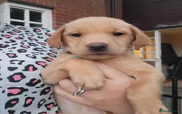 Labrador Retriever dogs for sale: Kc labrador puppies  - Image 27