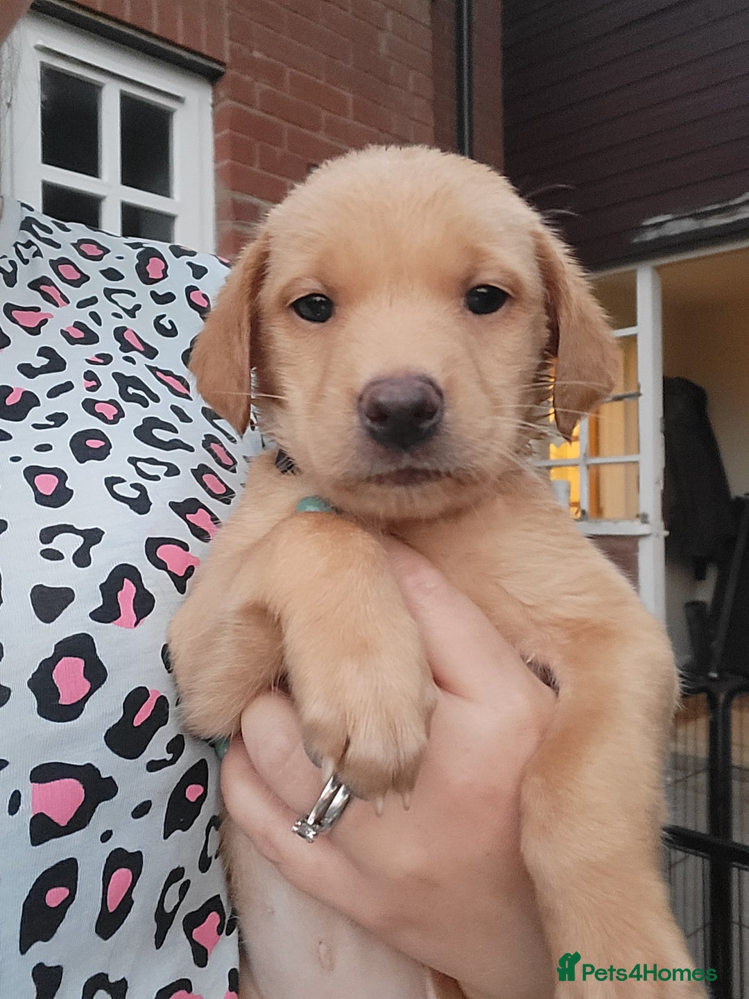 Labrador Retriever dogs for sale: Kc labrador puppies  - Image 27