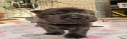 Shar Pei dogs for sale: Two beautiful Blue Shar Pei puppies (Male) - Advert 19