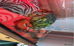 Python Snake reptiles for sale: Royal python/ ball python  - Image 1