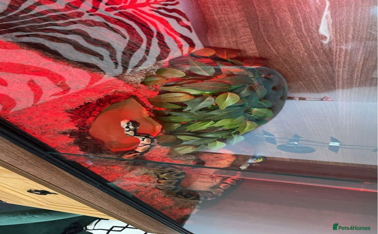 Python Snake reptiles - Advert 4