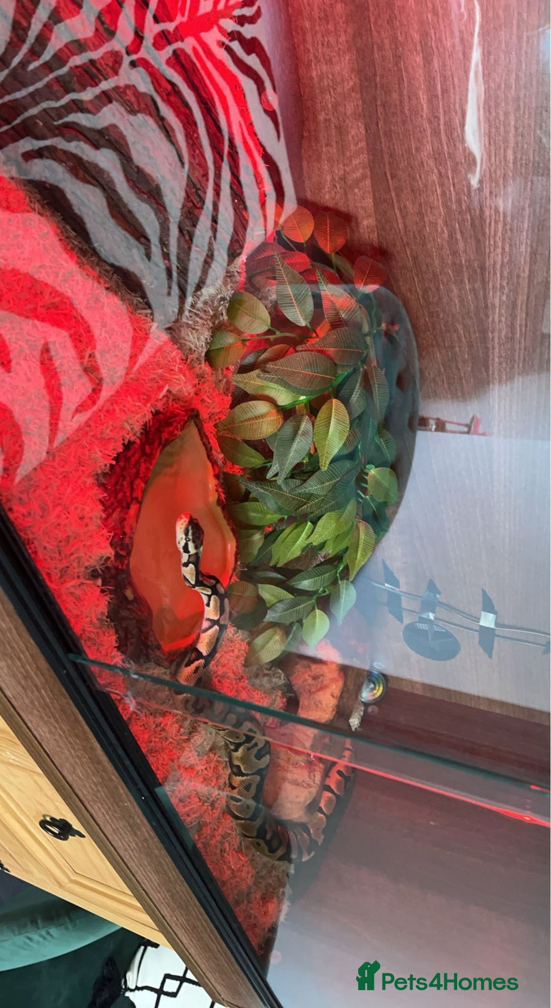 Python Snake reptiles for sale: Royal python/ ball python  - Image 1