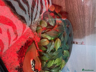 Python Snake reptiles - Advert 13