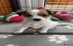 Jack Russell dogs for sale: beautiful jack Russell puppies - Image 7