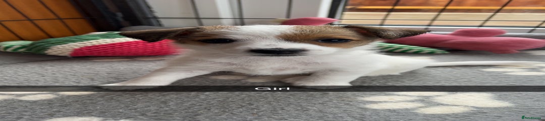 Jack Russell Puppy 6