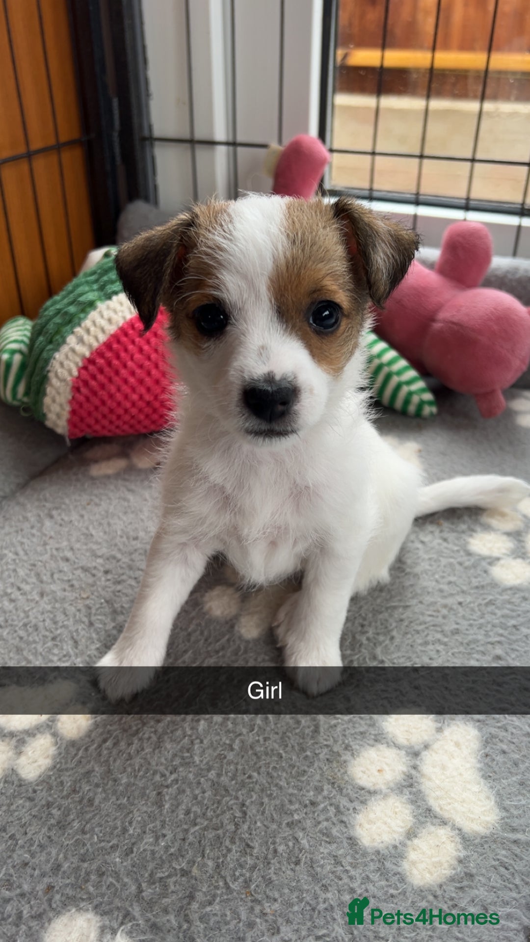 Jack Russell dogs for sale: beautiful jack Russell puppies - Image 7