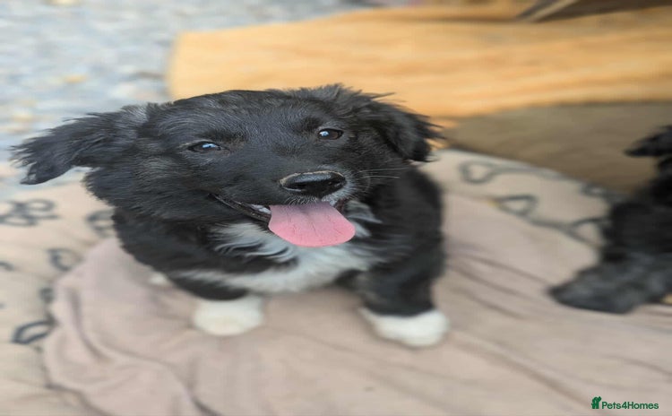 Mixed Breed dogs - Advert 2