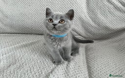 British Shorthair cats for sale: READY NOW 😻Pedigree BSH with perks in Swindon - Image 7