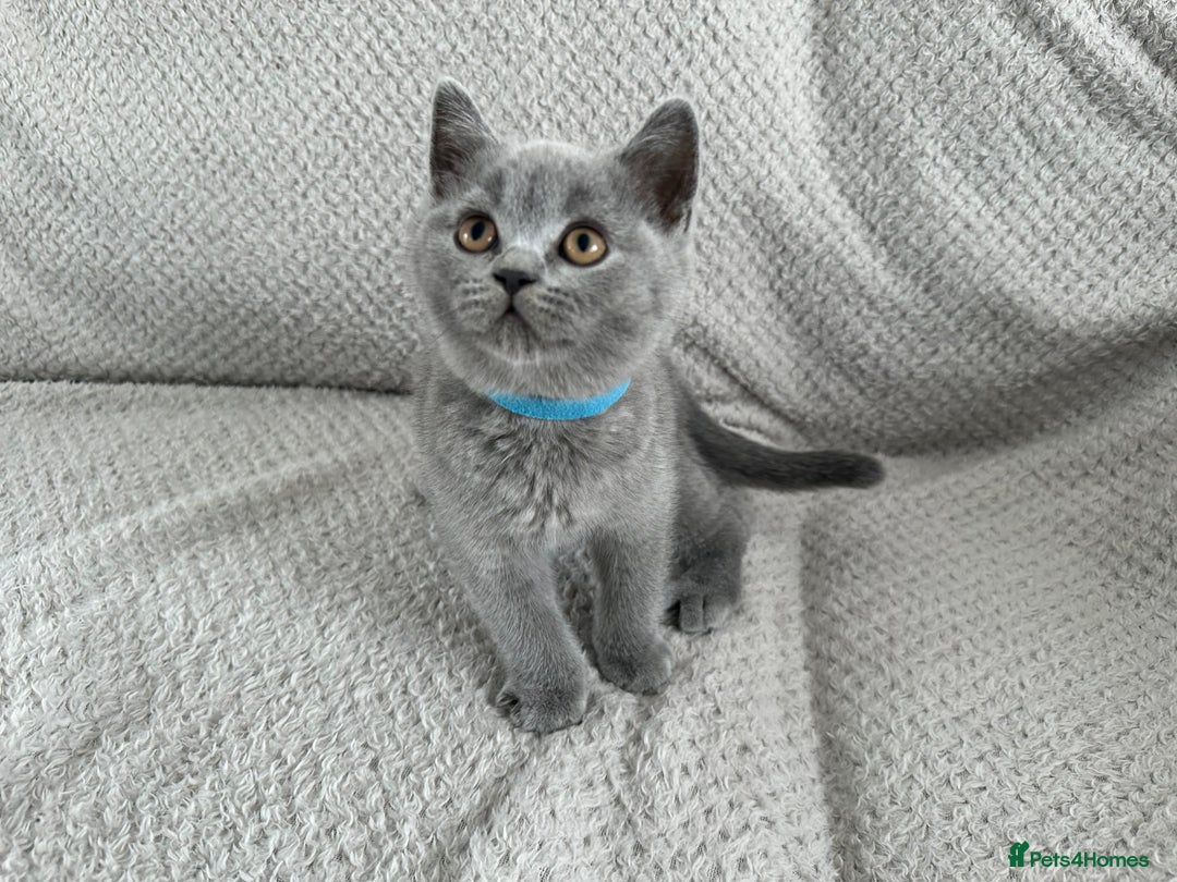 British Shorthair cats for sale: READY NOW 😻Pedigree BSH with perks in Swindon - Image 7