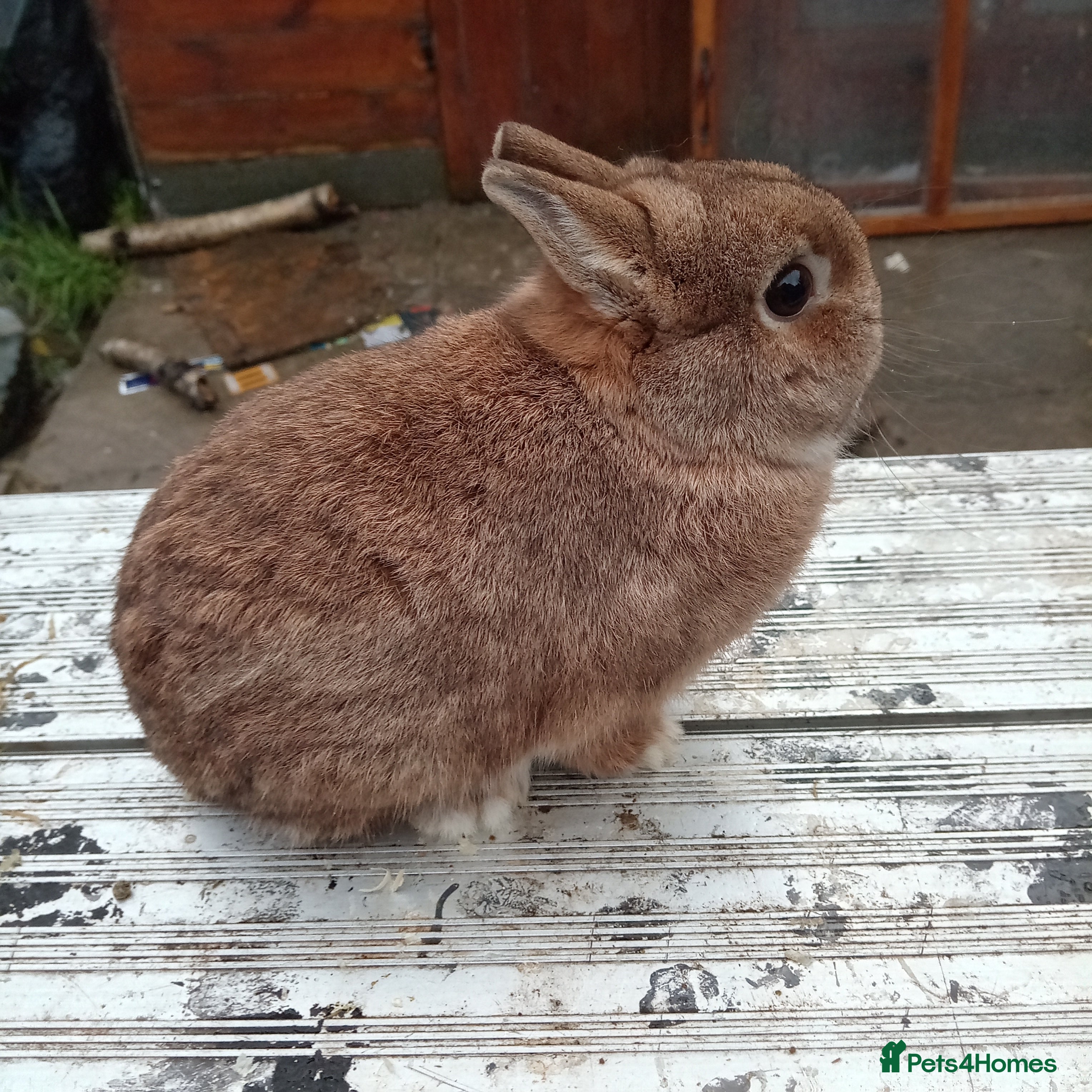 Netherland Dwarf rabbits Netherland dwarf rabbits  - Advert 1