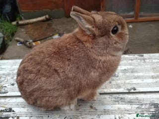 Netherland Dwarf rabbits Netherland dwarf rabbits - Advert 3
