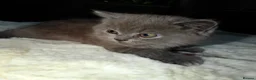 British Shorthair cats for sale: British shorthair blue  - Advert 5