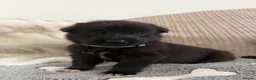 German Shepherd dogs for sale: Healthy German Shepherd Puppies - Advert 8