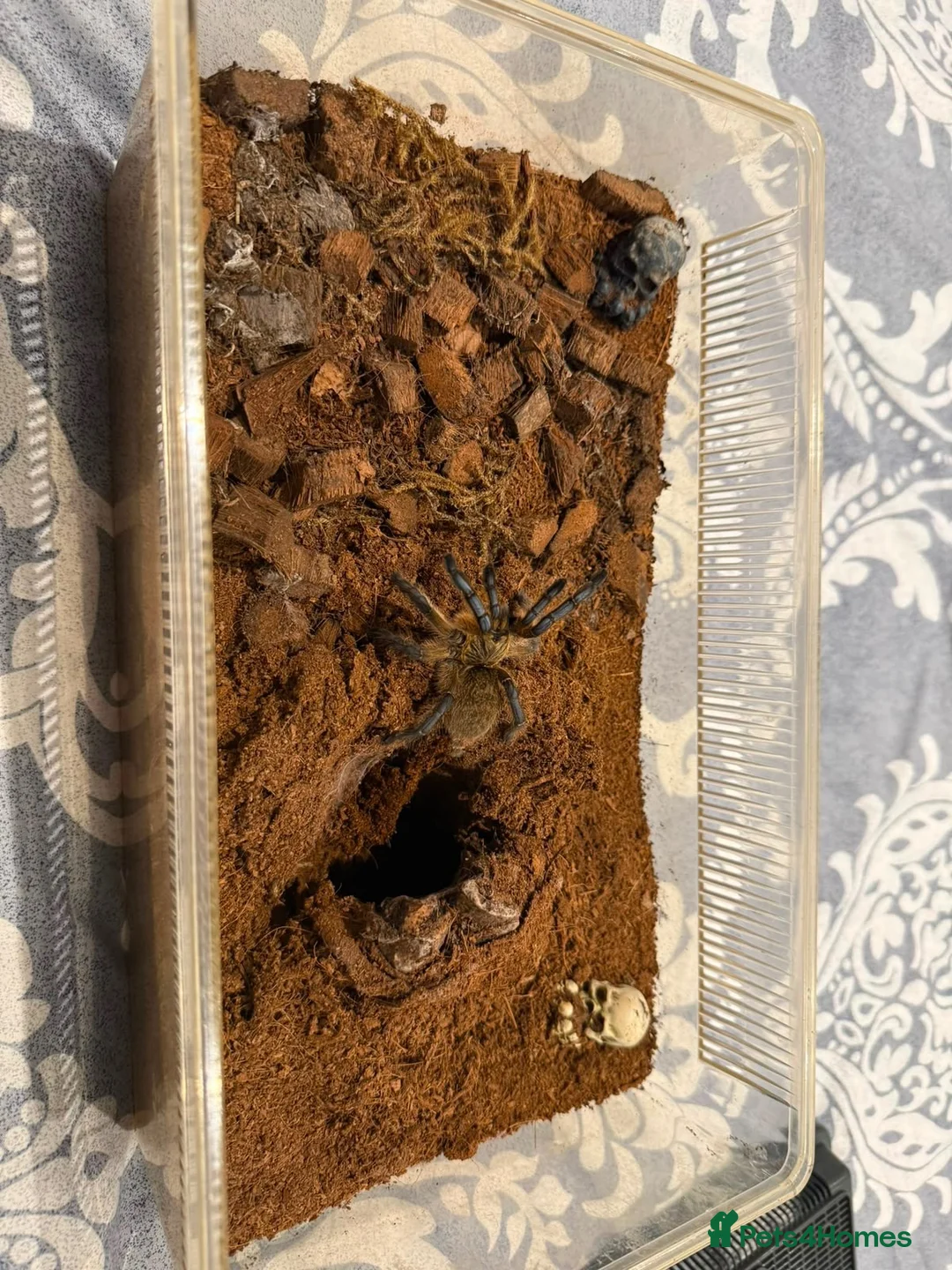 Tarantulas invertebrates for sale: Golden blue legged baboon - Advert 2
