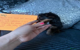 Yorkshire Terrier dogs for sale: Miniature Yorkshire terrier puppies  - Image 21