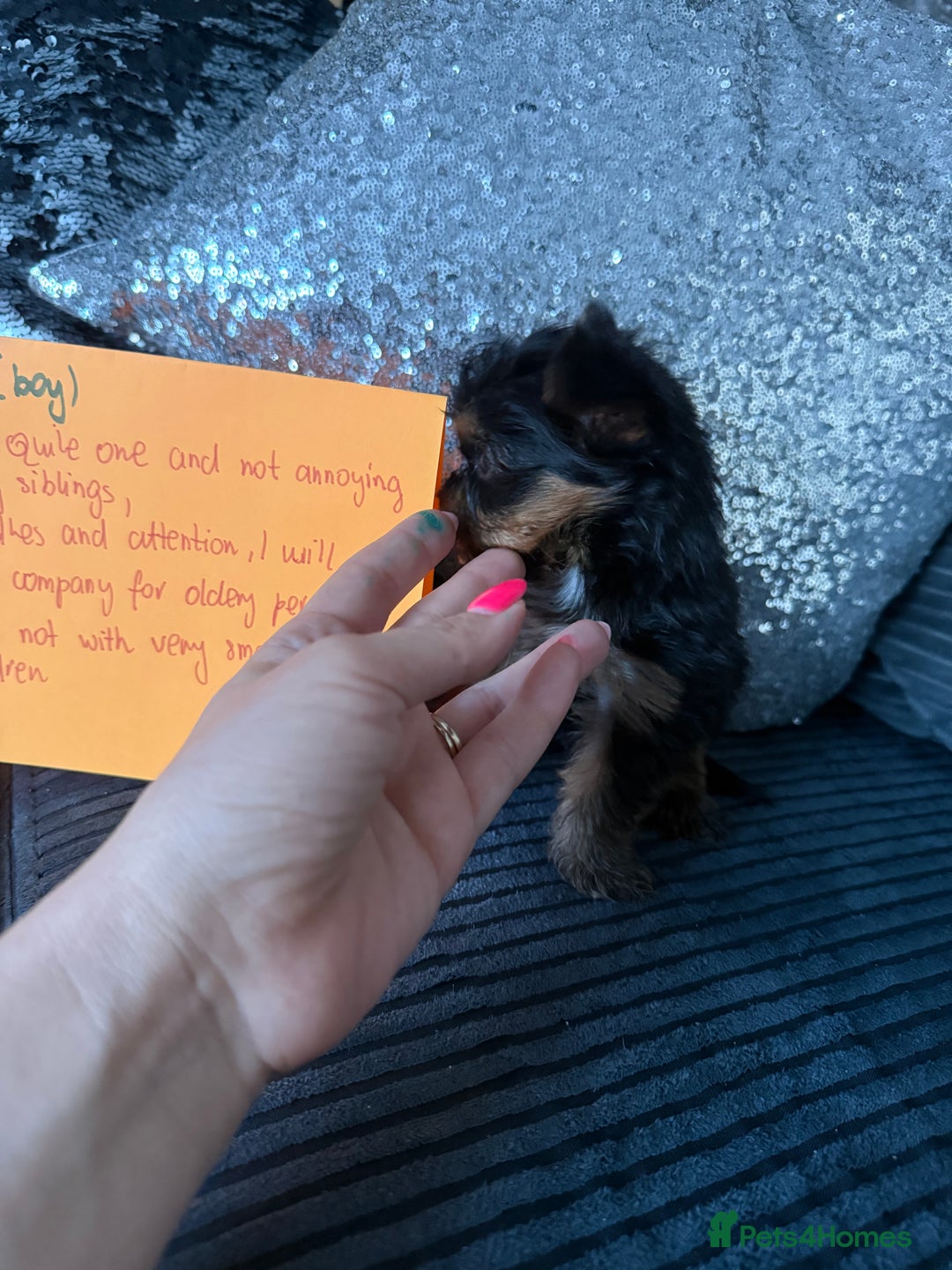 Yorkshire Terrier dogs for sale: Miniature Yorkshire terrier puppies  - Image 21
