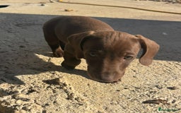 Miniature Dachshund dogs for sale: true miniature dachshunds - Image 3