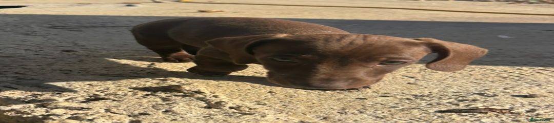 Miniature Dachshund Puppy 2