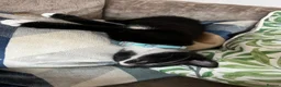 Domestic Shorthair cats for sale: Male cat - Called Socks NOT £50.00 can’t lower  in Grimsby - Advert 9