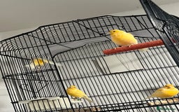 Cockatiels birds for sale: Cocktails - Image 9