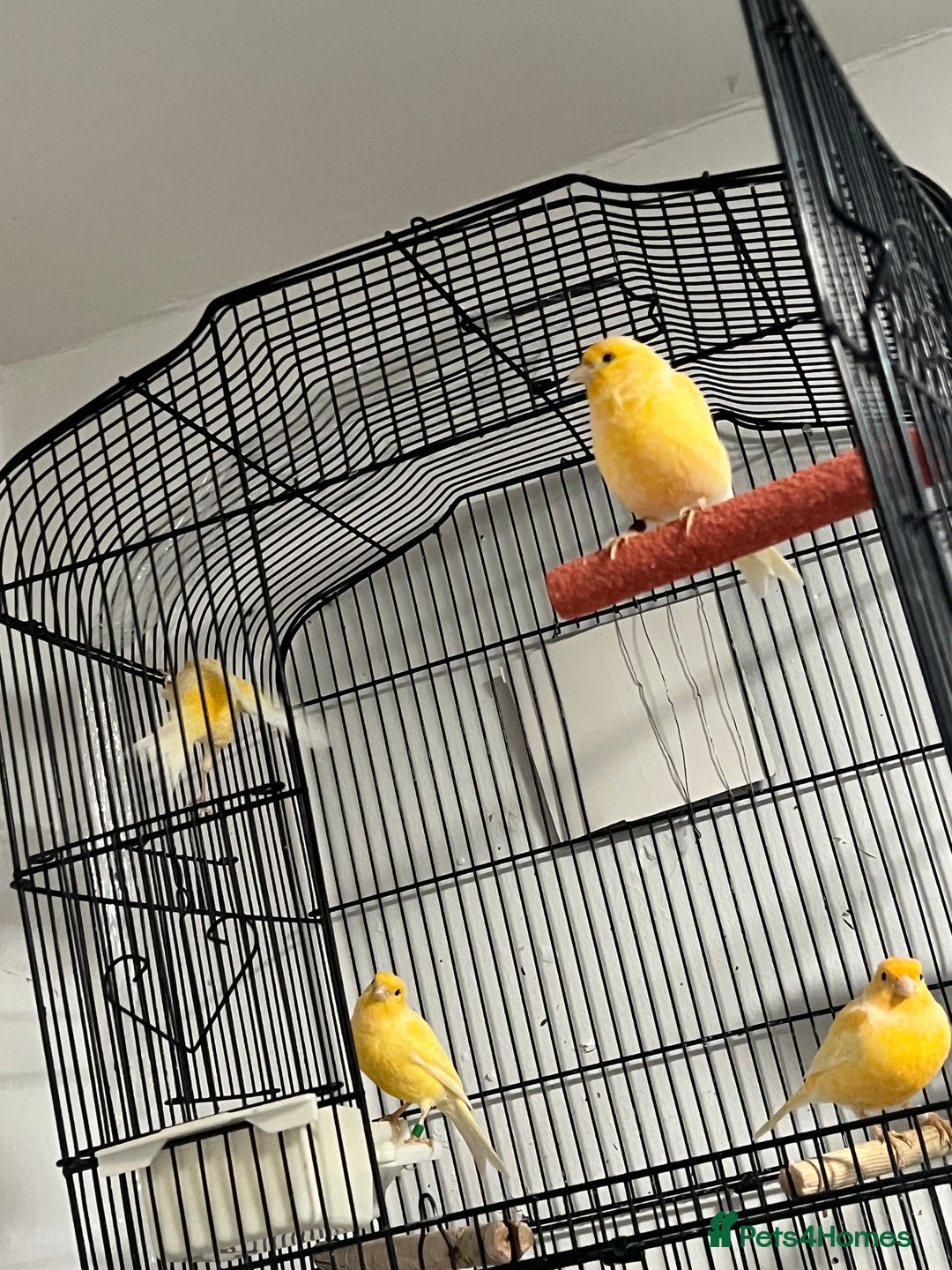 Cockatiels birds for sale: Cocktails - Image 9