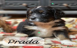 Bernedoodle dogs for sale: Beautiful Bernedoodle babies  - Advert 32