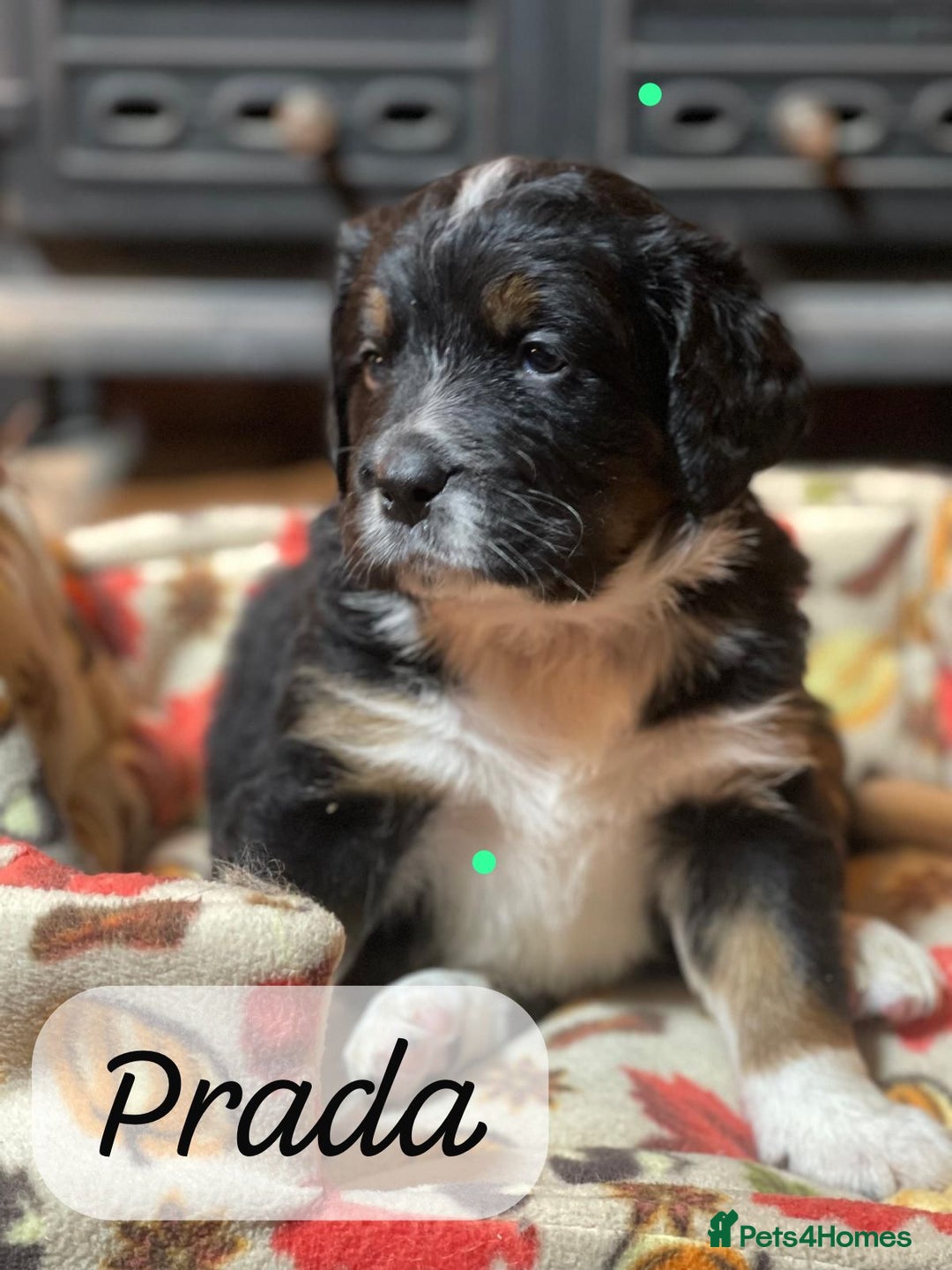 Bernedoodle dogs for sale: Beautiful Bernedoodle babies  - Advert 32