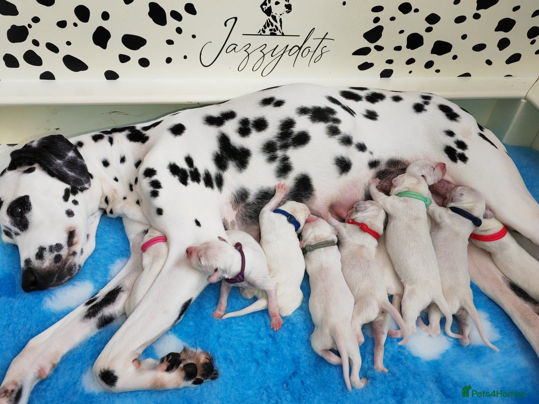 Dalmatian dogs for sale: Kc registered dalmatians  - Image 5