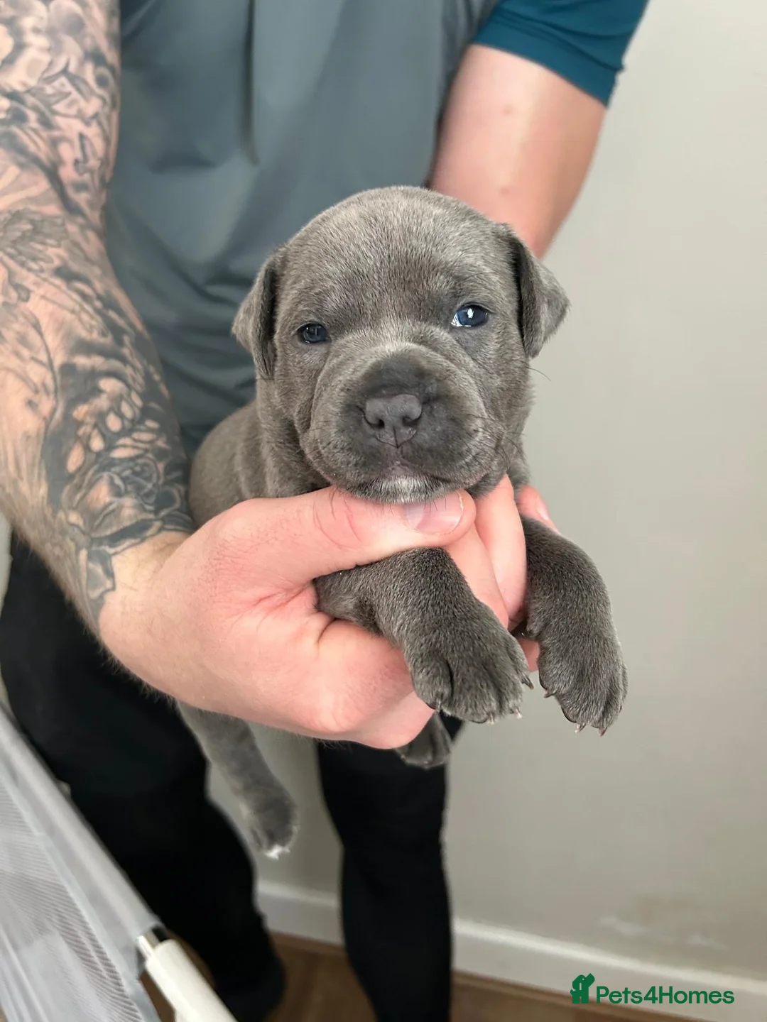 Staffordshire Bull Terrier dogs for sale: Staffordshire bull terrier  dogs blue staffs  - Advert 13