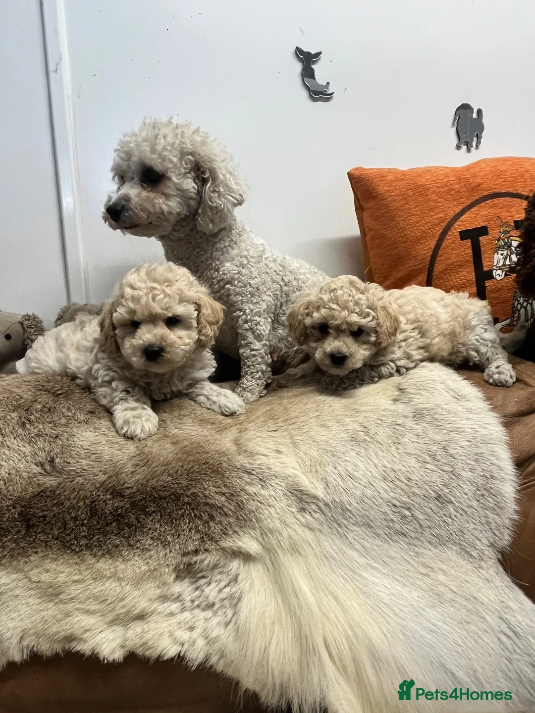 Poochon dogs for sale: Gorgeous little poochon beauties  - Advert 1