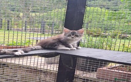 Maine Coon cats for sale: Maine Coon Kittens - Image 7